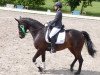 dressage horse Freigeist HW (Westphalian, 2009, from Fifty Cent)