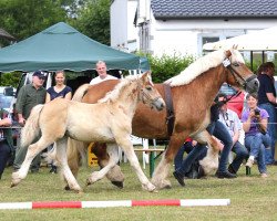 broodmare Maja (Rhenish-German Cold-Blood, 2001, from Marc)