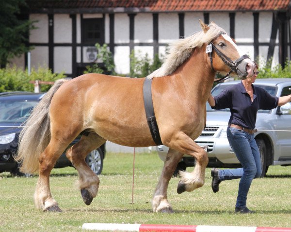 broodmare Nixe (Mecklenburg, 2008, from Nappes)