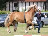 broodmare Nixe (Mecklenburg, 2008, from Nappes)