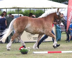 broodmare Holly (Rhenish-German Cold-Blood, 2011, from Helmut)