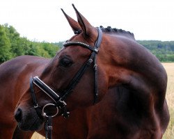 broodmare Rien Ne VA Plus 41 (Hanoverian, 2006, from Rascalino)