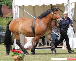 broodmare Evita (Rhenish-German Cold-Blood, 2006, from Edgar)