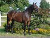 dressage horse Fürst Heinrich's Perle (Hanoverian, 2003, from Fürst Heinrich)