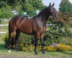 dressage horse Fürst Heinrich's Perle (Hanoverian, 2003, from Fürst Heinrich)