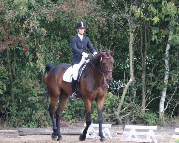 dressage horse Ruby-Baccari (Hanoverian, 2002, from Rubin Royal OLD)