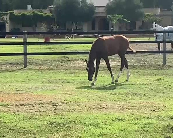 Video of Frantastico