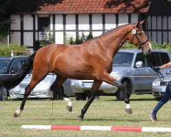 broodmare Vista Dorada (Westphalian, 2011, from Vitalis)