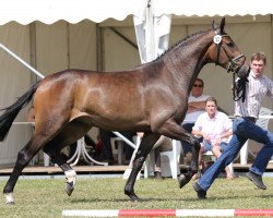 broodmare Stute von Comme il faut (Westphalian, 2011, from Comme il Faut)