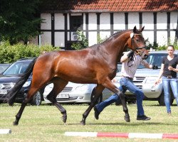 Zuchtstute Stute von Jazz Royal (Westfale, 2011, von Jazz Royal)