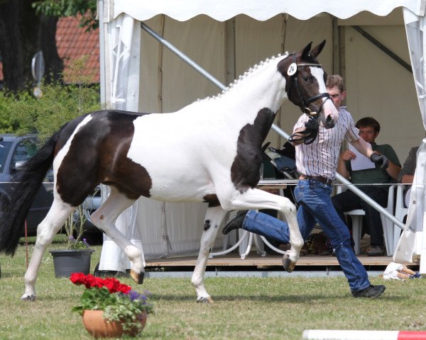 broodmare Dialottie (Westphalian, 2011, from Diatano)