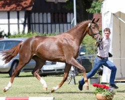 Zuchtstute Red Diamond`s Girl (Westfale, 2011, von Red Diamond Fox)