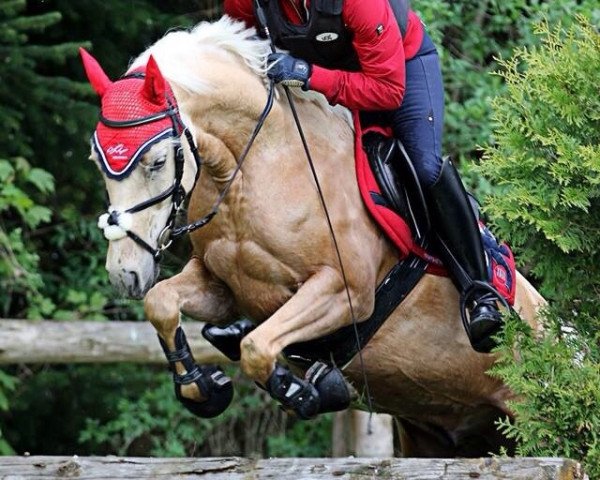 dressage horse Golden Armani (German Riding Pony, 2007, from Golden Atreju)