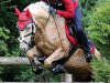 Dressurpferd Golden Armani (Deutsches Reitpony, 2007, von Golden Atreju)