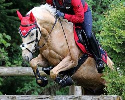 Dressurpferd Golden Armani (Deutsches Reitpony, 2007, von Golden Atreju)