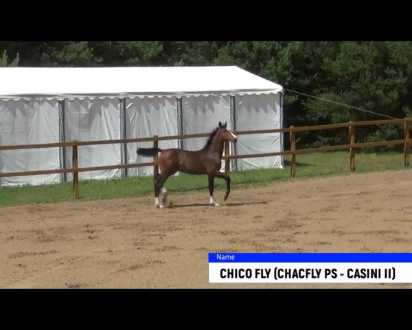 Video of Chico Fly