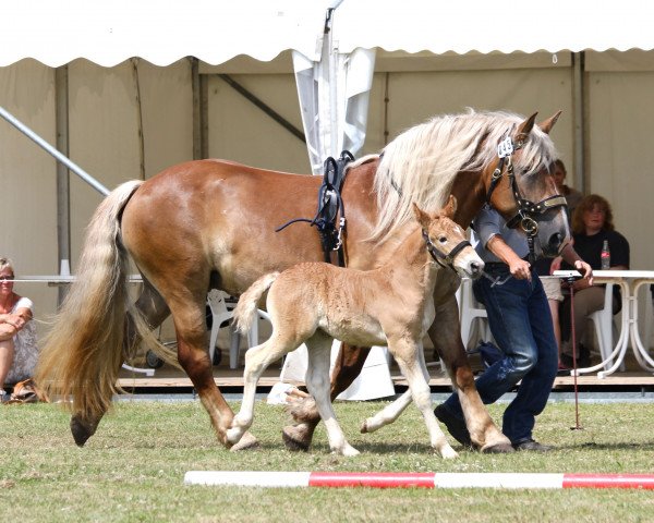 broodmare Henrieke (Rhenish-German Cold-Blood,  , from Hannes II)