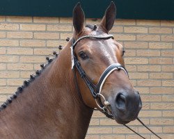 broodmare Graceful (KWPN (Royal Dutch Sporthorse), 2011, from Olivi)