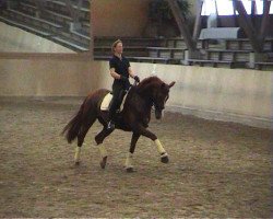 dressage horse Petit Coquin (Bavarian, 2004, from Pasolongo)