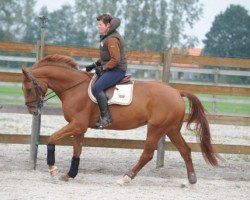 Springpferd Akota B.Z (Zangersheide Reitpferd, 2003, von Artos Z)