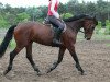 jumper Polaris (Hungarian Warmblood, 2008, from Chicago)