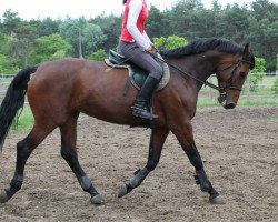 jumper Polaris (Hungarian Warmblood, 2008, from Chicago)