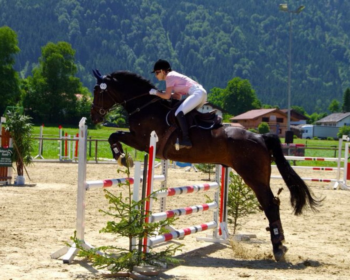 Springpferd Cocolino (Hannoveraner, 2000, von Goodman)