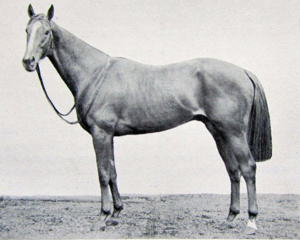 horse Wat Tyler xx (Thoroughbred, 1946, from Watling Street xx)