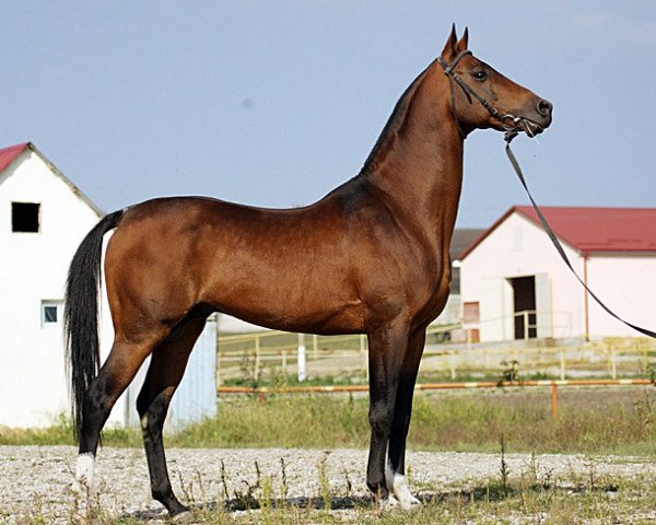 stallion Gadjar (Akhal-Teke, 1998, from Turali)