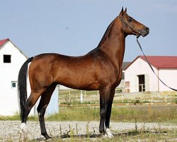 stallion Gadjar (Akhal-Teke, 1998, from Turali)