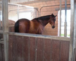 dressage horse Woodstock (Hanoverian, 2003, from Weltissimo 3)