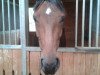 dressage horse Santhina Cara (Bavarian, 2009, from Birkhof's Sirtaki)