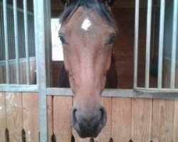 dressage horse Santhina Cara (Bavarian, 2009, from Birkhof's Sirtaki)