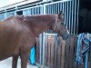 dressage horse Walking Sunshine 2 (Hanoverian, 2005, from Worldly I)