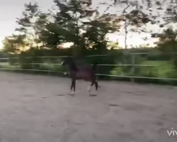 Video of Tolbert