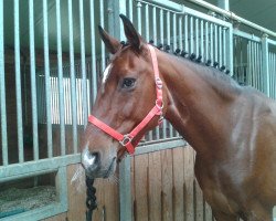 dressage horse Sister Sunshine (Oldenburg, 2002, from Sunny-Boy)