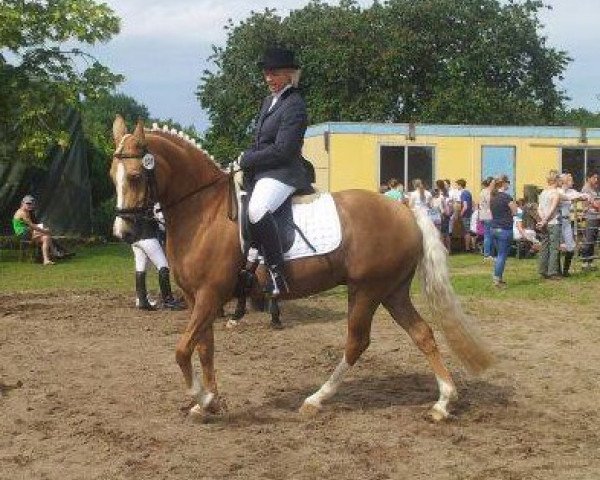 broodmare High Noon YS (German Riding Pony, 2002, from FS Golden Highlight)