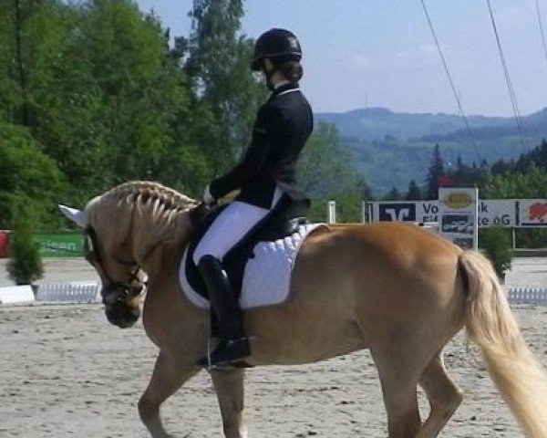 Dressurpferd Domingo 633 (Haflinger, 2001)