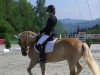 dressage horse Domingo 633 (Haflinger, 2001)