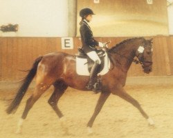 dressage horse Voldemort (German Riding Pony, 2001, from Dream Valvet)