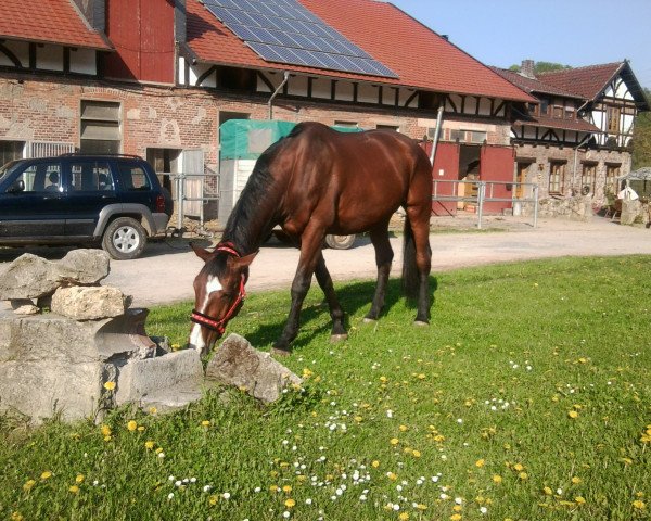 dressage horse Don Domi (Hanoverian, 1999, from Donnerschlag)
