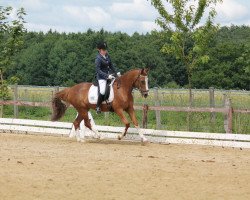 dressage horse Ginger 806 (German Riding Pony, 2005, from Matchello)