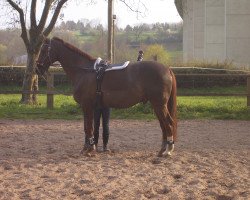 dressage horse Diamond Dream 12 (Rhinelander, 2002, from Diamond Hit)