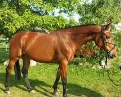 broodmare Juwel (German Warmblood, 2004, from Remon AA)