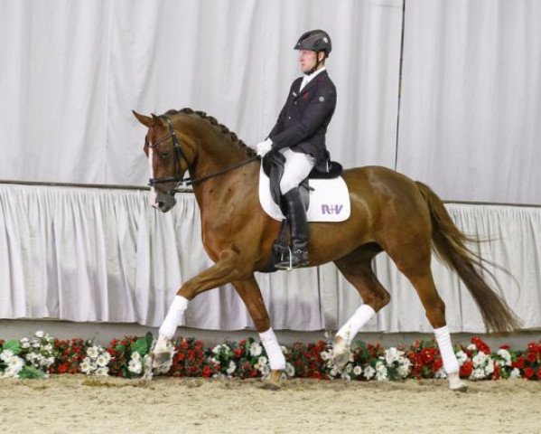 dressage horse Daydream (Westphalian, 2011, from Dankeschön)