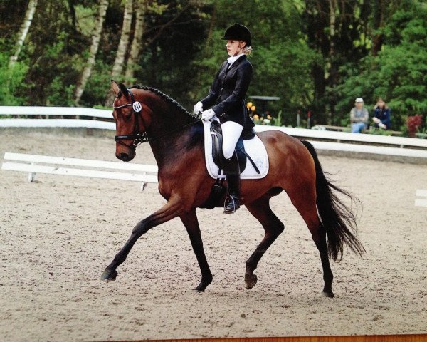 dressage horse Le Bon 27 (Hanoverian, 2008, from Lauries Crusador xx)