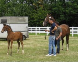 broodmare Socke (Westphalian, 2014, from Sir Donnerhall I)