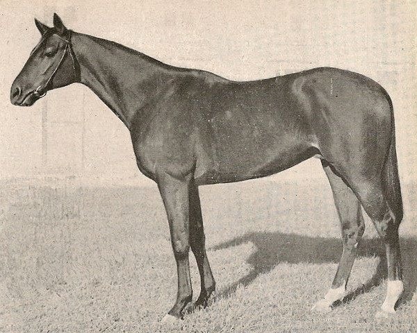 stallion Ksarinor xx (Thoroughbred, 1947, from Norsemann xx)