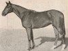 stallion Ksarinor xx (Thoroughbred, 1947, from Norsemann xx)