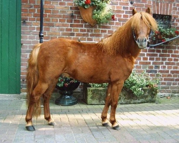 Deckhengst Bacardi vom Borkenbrink (Dt.Part-bred Shetland Pony, 1997, von Bill Redfox)